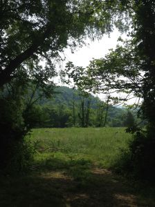 grass, grass everywhere