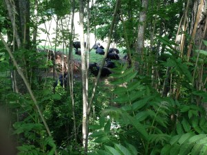 napping cows along the trail edge