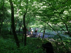 horses in a remote pasture on the trail