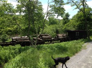 old logging town rail cars