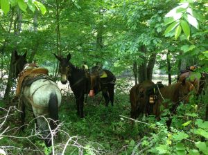 beautiful mule tied while we eat lunch