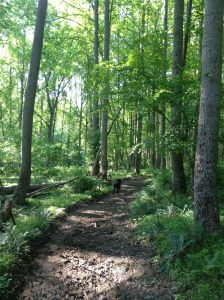the green forest floor here