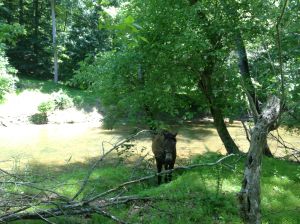 Dreamy loose thru the river, now what? Just get over here silly
