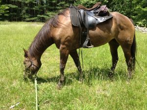 state park rest after Dreamy's ride on our last day in MD
