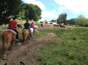 group return thru the rescue herd pasture