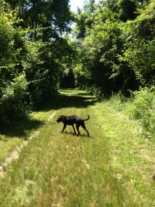 Little Jersey trail grass section