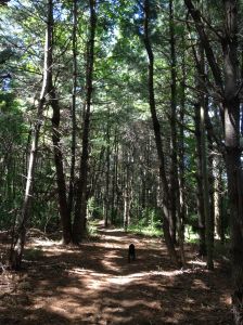 Little Jersey trail in the pines