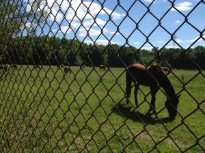 Equestrian center at Lum's Pond State Park