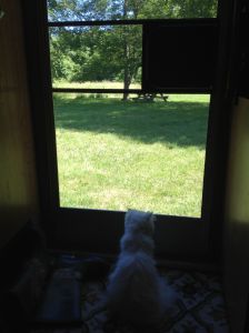 my reclusive cat Nalla getting bold lately