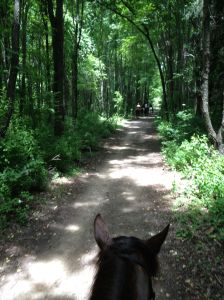 in the woods it was nice and cool, there's lots of woods here with easy trails