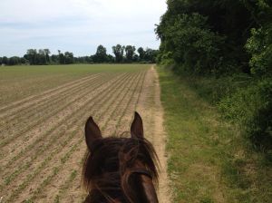 the horse trail follows fields sometimes, good for a run