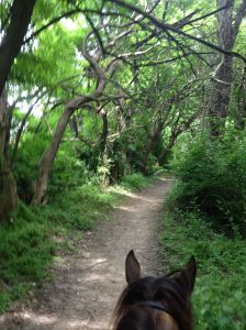 wicked looking trees