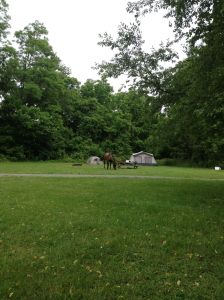 Dreamy inspects the grass at my ranger/cop neighbors camp while they are out fishing