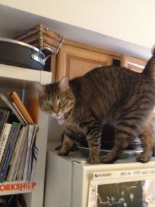 mom's beloved Dana, now living with my sister