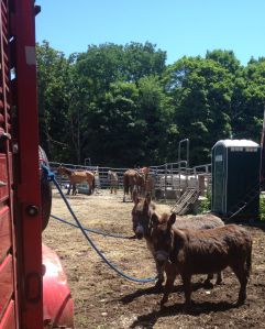 at Ed's place Serene Ranch