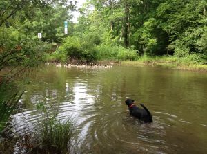 Sealey's Pond, an old highschool hang out