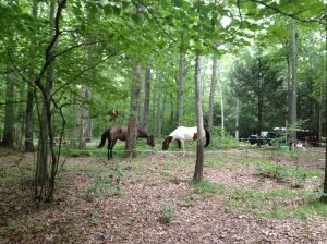 mares in their corral