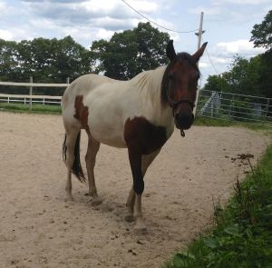 Wildflower after a roll