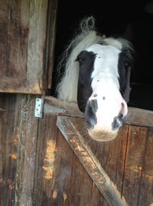 Gypsy horse at our overnight
