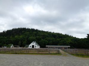 Wildwood Stables carriage horse paddocks