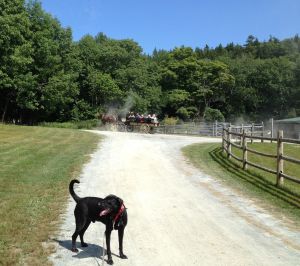 a carriage ride departs