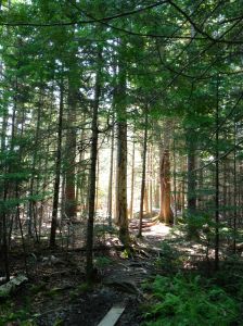 along Jordon Creek trail