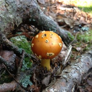 a jeweled looking mushroom