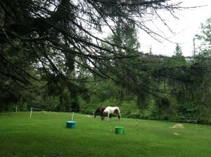 new corral area given to my cold horses