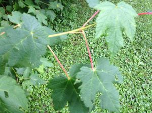 red stems, fall is coming early