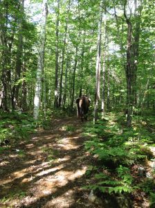 the horses got away from me on the trail...