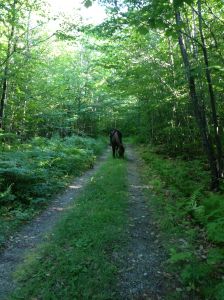 Dreamy makes her way slowly back to camp