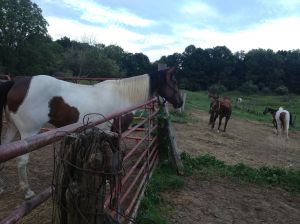 WF watching the trail horse herd
