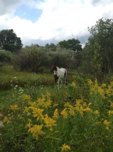 Wildflower in the wildflowers!