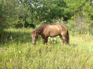 Dreamy prefers the tall grass