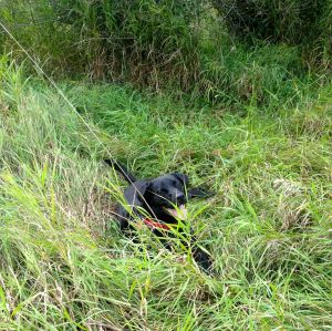 Tommy cools off in the tall grass