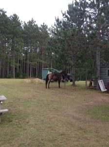 Dreamy waiting for me to get a beer at the bar