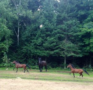 the little horses with the Percheron