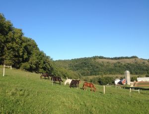 the ranch's personal herd