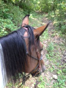 half way up the man from snowy river trail, WF says aw come on, really?