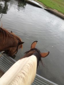 Well if Dreamy says its ok to drink I guess I'll try it