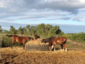 1st overnight in Billings, SD. These are boarded horses ($75/month, self care)