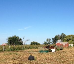 2 horses, one baby horse just a few months old and a goat share this pen at the 2nd overnight