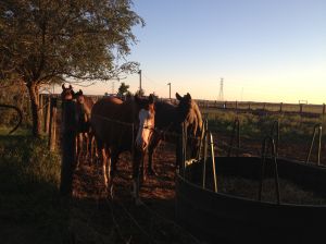 cowboy horses at 2nd overnight