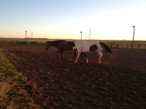 rodeo arena accommodations