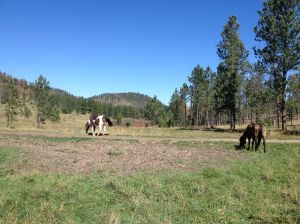 in the meadow on our first day "altitude acclimation & stretch your legs after 3 haul days" ride