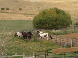 overnight babies checking out Wildflower over the fence